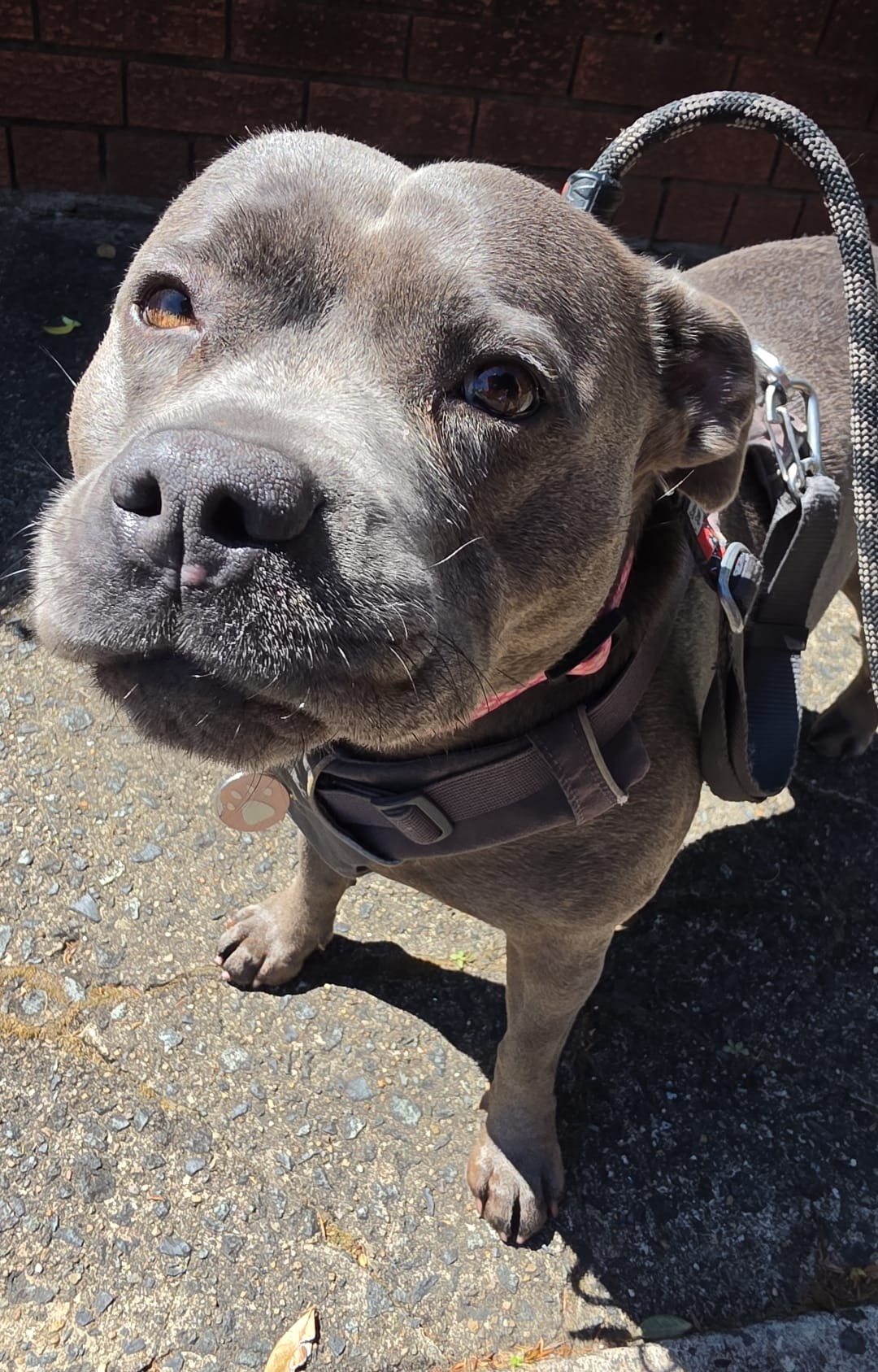 A grey dog wearing a harness, looking up at the camera
