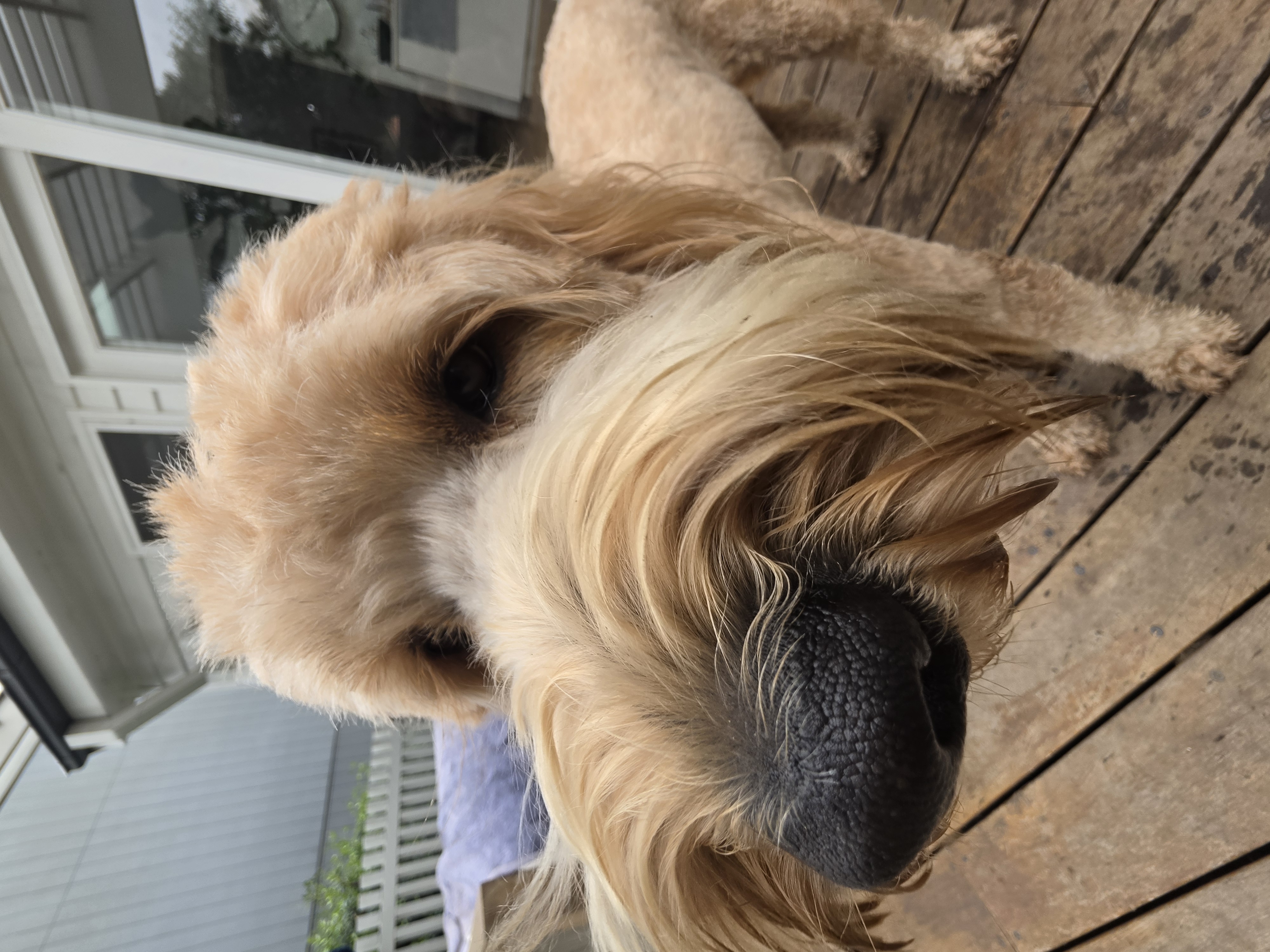 A fluffy golden dog looking up at the camera on a wooden deck