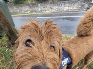 Dog photo from Amy Foord’s Google review