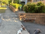 Dog photo from Bridie Douglas’s Google review