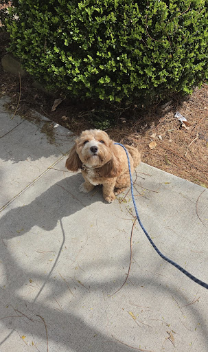 Cavoodle on a daily walk, from Charlotte Cole’s Google review