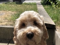 Dog photo from Dominique Pitman Perez’s Google review