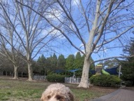 Dog photo from Erick Ovares’s Google review
