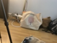 Dog photo from Margaux Walker’s Google review