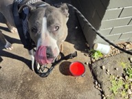 Dog photo from Ricki’s Google review